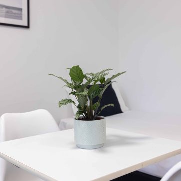 Gallery Herston Place (46)